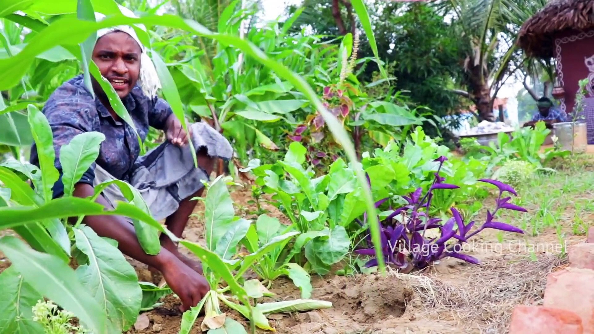 GIANT FISH FRY - Villagers cooking big fish fry in village cooking style - Village Food Cooking