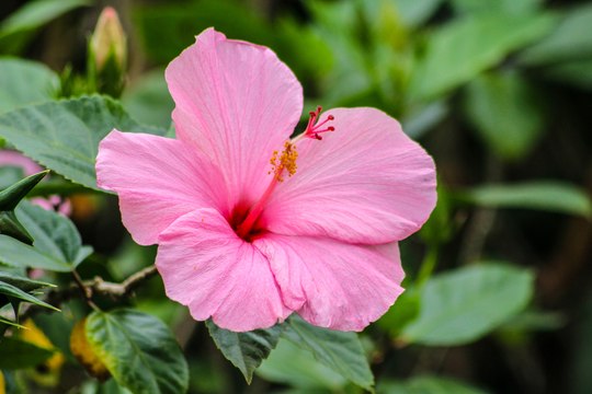 Vos Questions Jardin: Mon hibiscus fait des boutons mais pas de fleurs