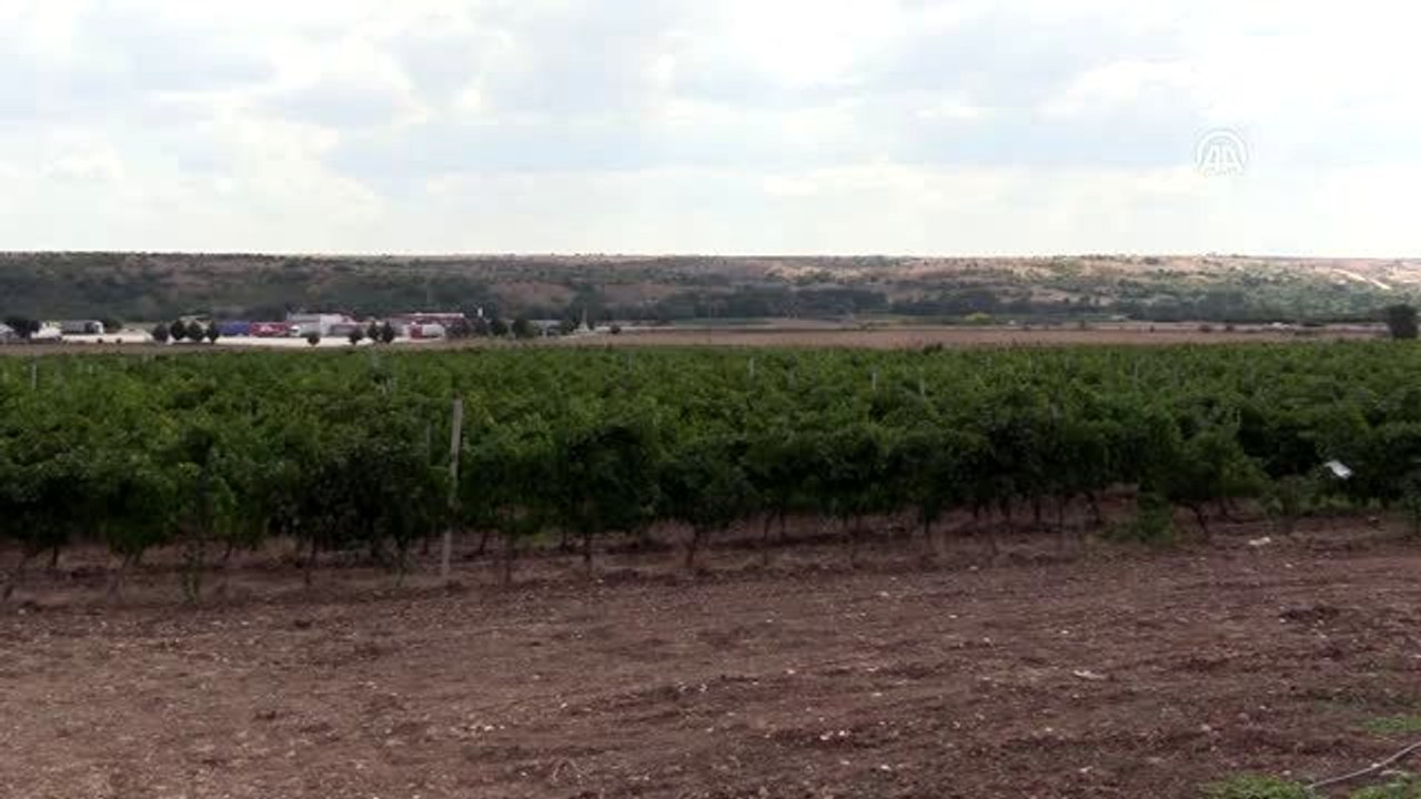 Üzüm hasadı başladı
