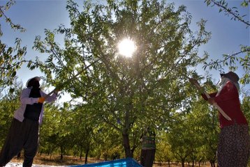 Güzelliği ile dikkat çeken 'Badem Adası'nda hasat zamanı