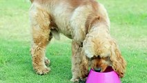 Should You Be Serving Tap Or Filtered Water To Your Dog?