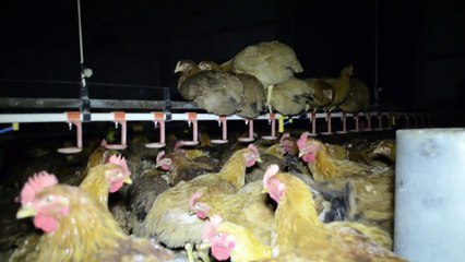 Direct Action - Opening of 3 chickens concentration camps