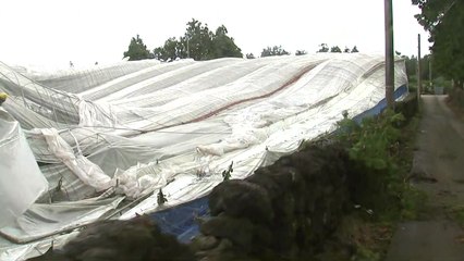 제주 태풍 피해 속출...정전으로 양식장 넙치 떼죽음 / YTN