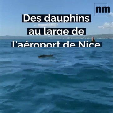 Un magnifique ballet de dauphins au large de l'aéroport de Nice