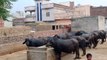 Mehndi Dairy Farm | Buffaloes Farming in Urdu | Dairy Farming | Farming Tips in Urdu | Buffaloes