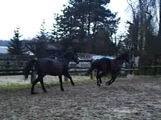 Lachage chevaux
