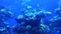 Marine world in Palma Aquarium, Mallorca, Spain || StayAway