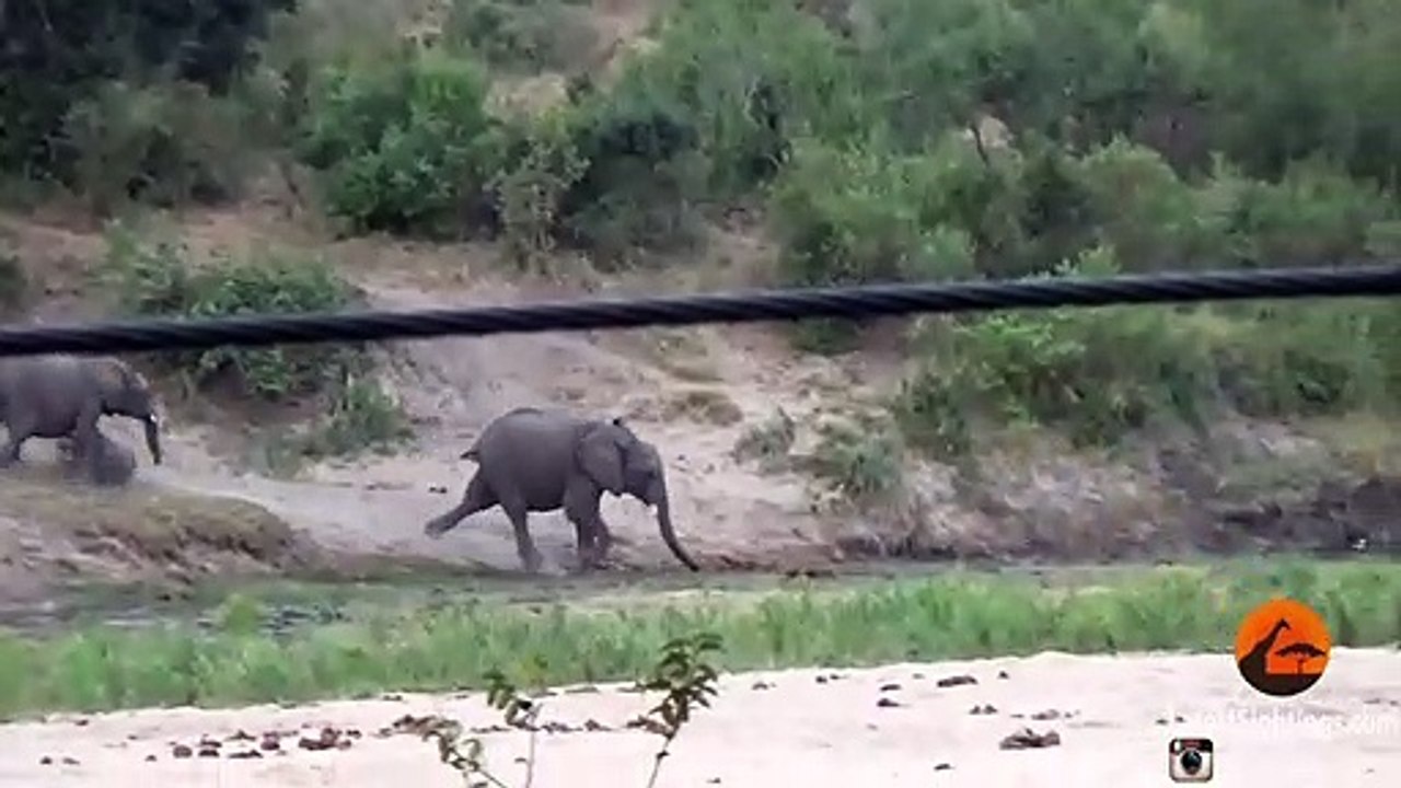 Ce pauvre bébé éléphant va se prendre une belle gamelle