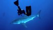 Une plongeuse nage avec un grand requin blanc... Impressionnant