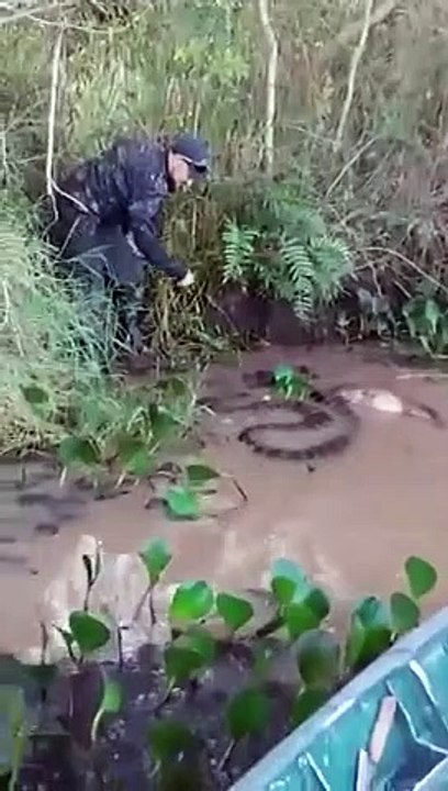 Il veut toucher la tête d'un anaconda sauvage... Risqué