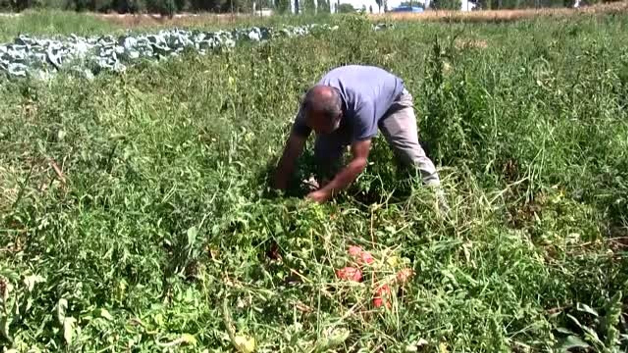 Yerli tohumla geliri ve verimi artırdı