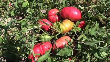 Yerli tohumla geliri ve verimi artırdı - KAHRAMANMARAŞ