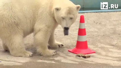 モスクワ動物園ヴォロコラムスク附属保護施設のホッキョクグマたち(Aug16_2018)