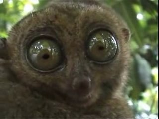 Réaction à 2girls1cup