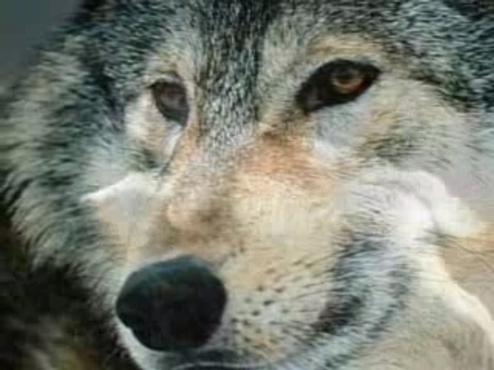 Les loup