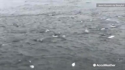 There's something fishy about this beach