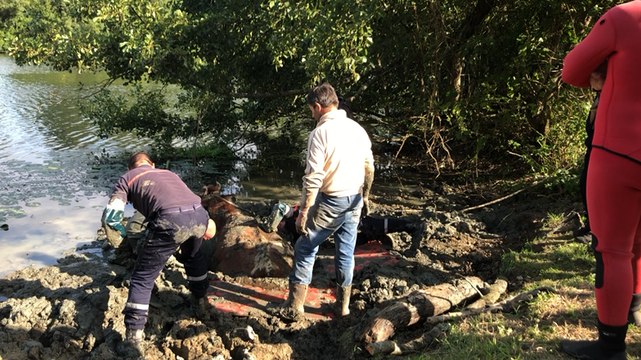 Coincée dans la vase, une vache sauvée par les pompiers