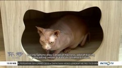 Kafe Unik Bertema Kucing di Jakarta
