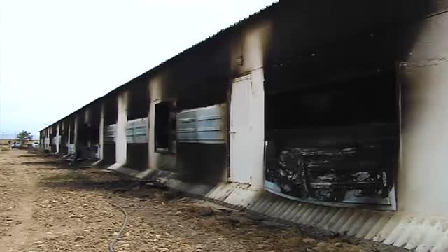 Un incendio provoca la muerte de 25.000 pollos en una nave de La Calahorra, en Granada