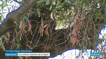 Agriculture : mobilisation contre la bactérie "tueuse d'oliviers" dans les Alpes-Maritimes