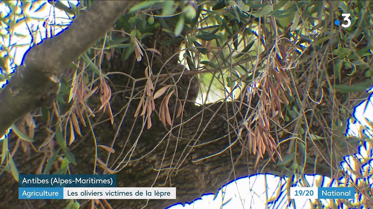 Agriculture : mobilisation contre la bactérie "tueuse d'oliviers" dans les Alpes-Maritimes