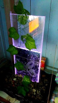 Karya - fish tank from Indonesia?