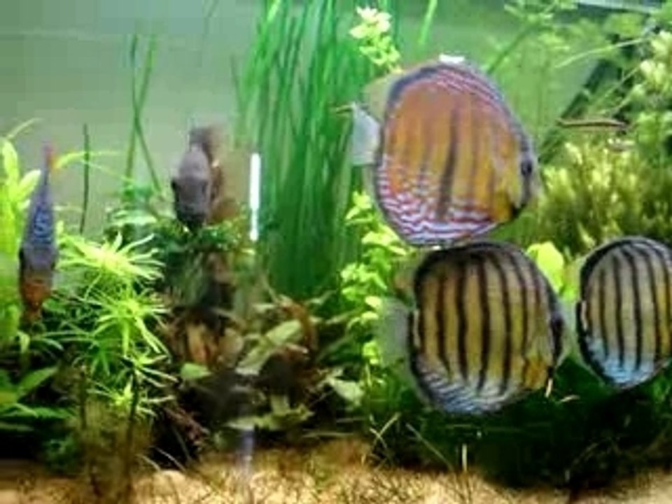 Discus sauvages