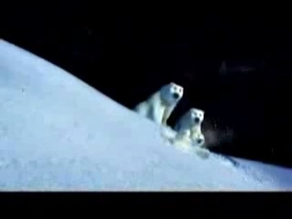 Pub coca bear