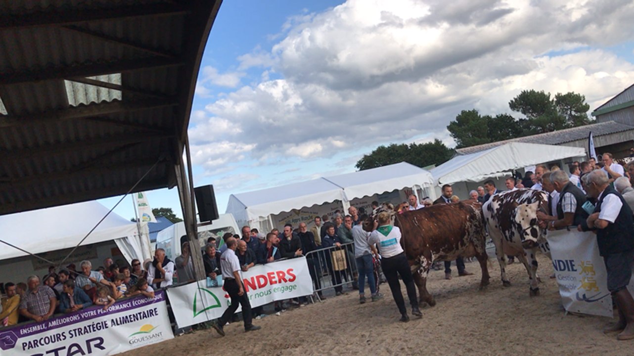 A la foire de Lessay, la vache Amanda fait la différence