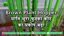 Kisan जो करते है Dhan की खेती जाने Brown Plant Hopper कीट से कैसे पाएं छुटकारा | Dhan Ki Kheti