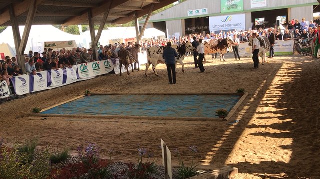 Amanda de l’élevage Allix de Carantilly championne de la Manche à Lessay