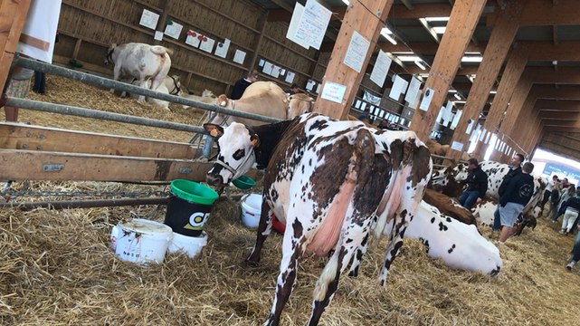 Ferme, Battous et maréchal ferrant à la Foire de Lessay