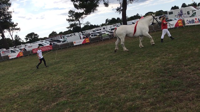 A la foire de Lessay, un manège pour les cobs