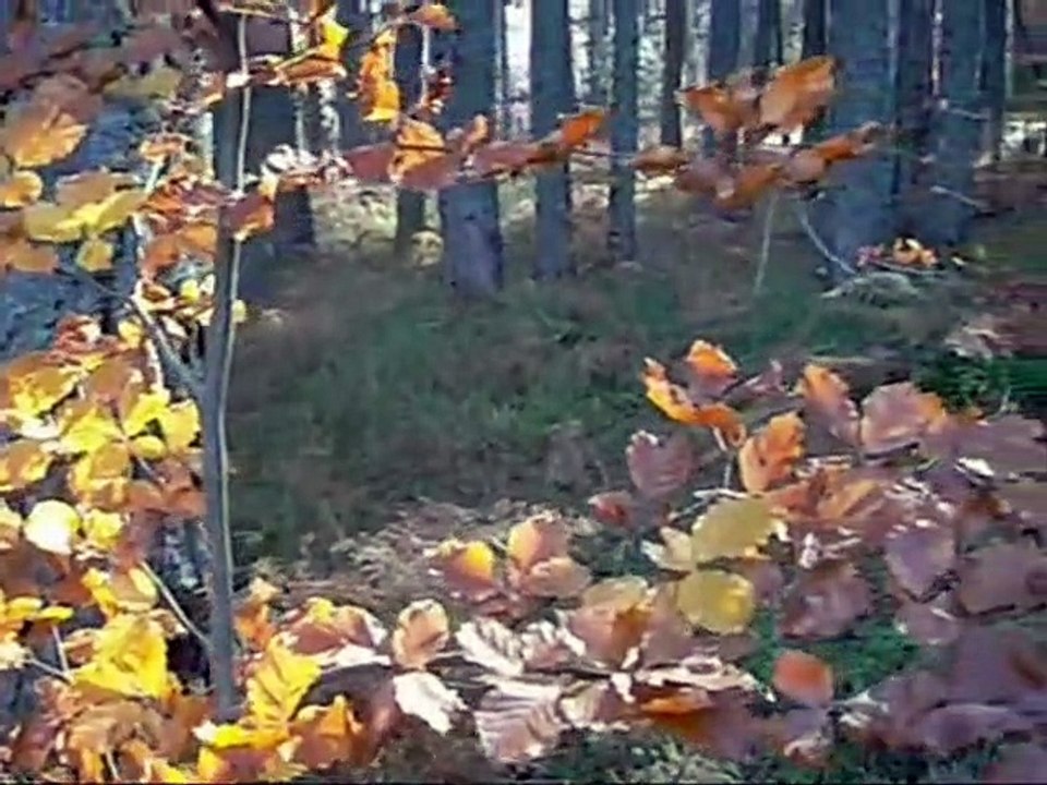 Vyazkiy Sharab - Sounds Hidden Inside The Forest Of The Fall