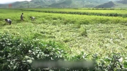 北, 태풍 피해 복구 총력전...식량난 악화 우려 / YTN