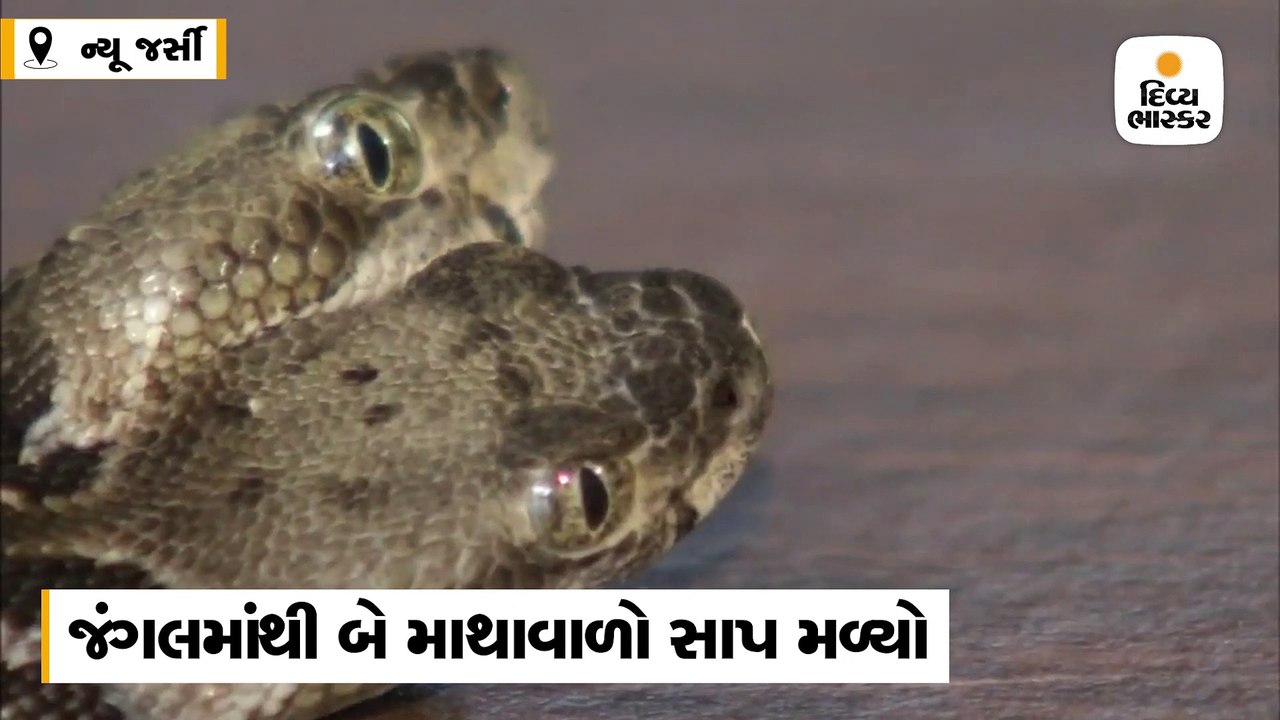 જંગલમાંથી દુર્લભ એવો બે માથાવાળો સાપ મળ્યો, Double Dave નામ અપાયું