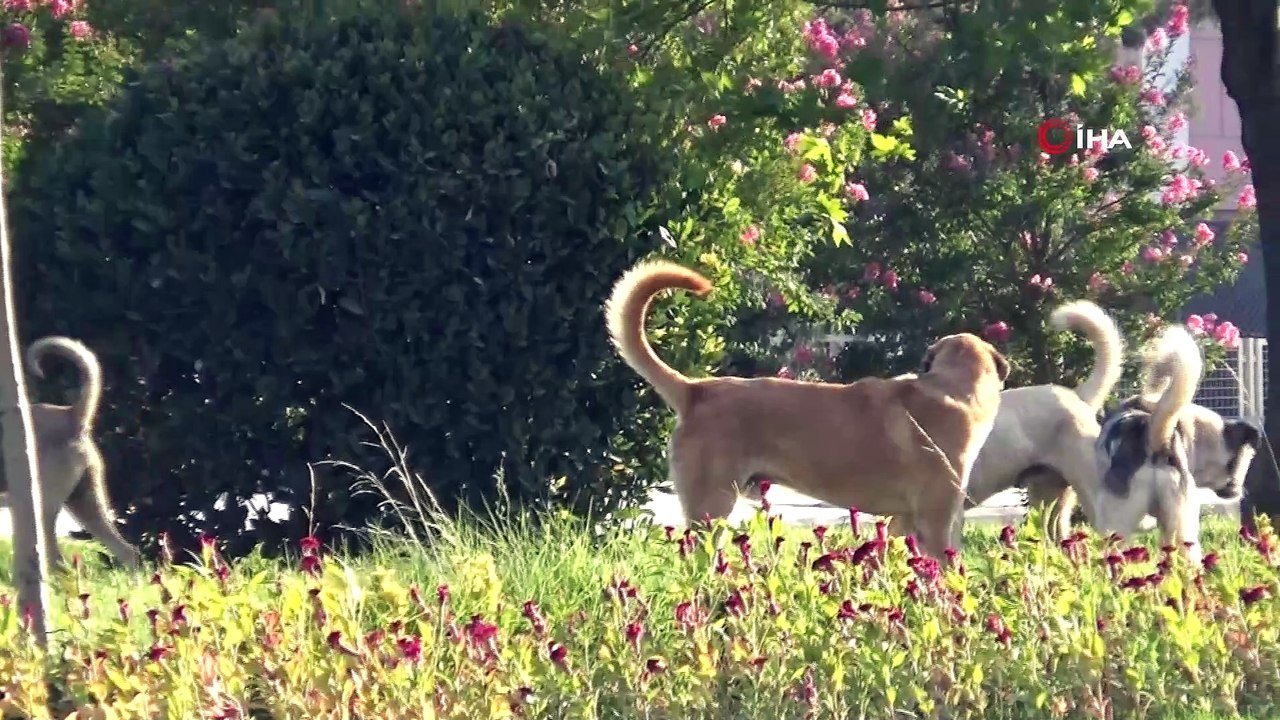 Sahipsiz sokak köpekleri korkutuyor