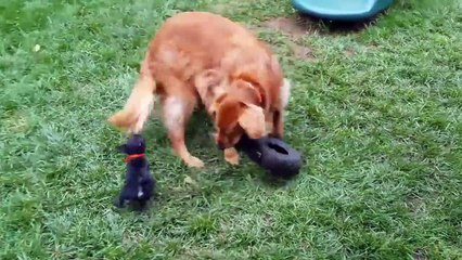 Funniest Pets of the Week Compilation December 2017 - Funny Pet Videos