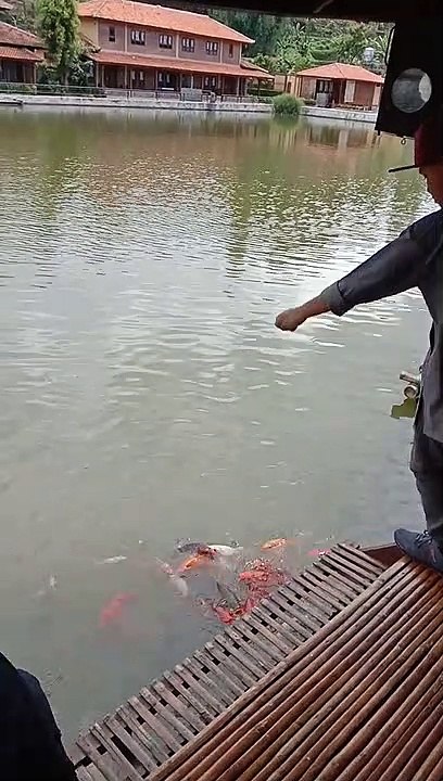 Family trip - feeding fish in the lake!! Beautiful!