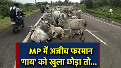 Cow को खुला छोड़ने पर जुर्माना, Madhyapradesh में नया फरमान। वनइंडिया हिंदी