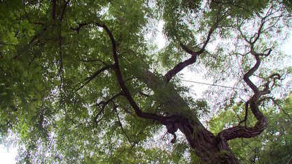 La fête du pain à Saint-Roch-des-Aulnaies