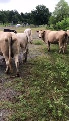Just checking on the cows
