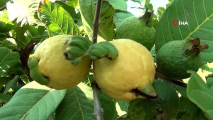 Kilosu 6 lira, her derde deva...Guava meyvesinin hasadına başlandı