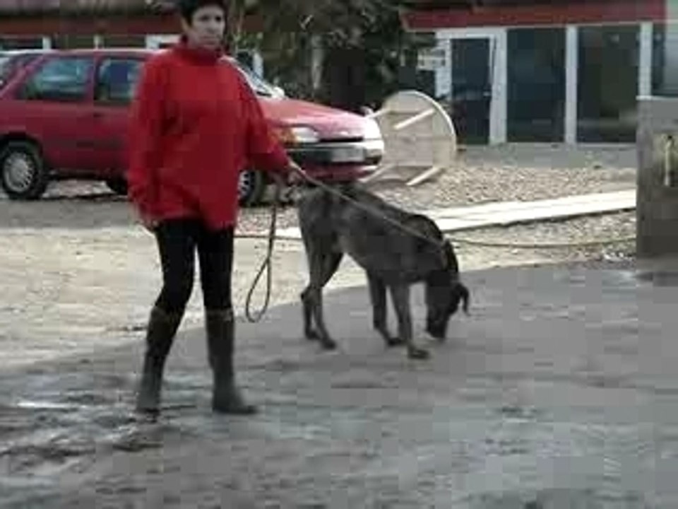 Video ralf MOV01991