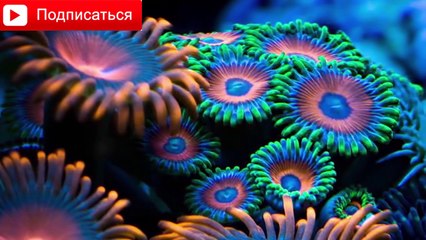 ТОП-5 РЕАЛЬНО СУЩЕСТВУЮЩИХ ПОДВОДНЫХ МОНСТРОВ