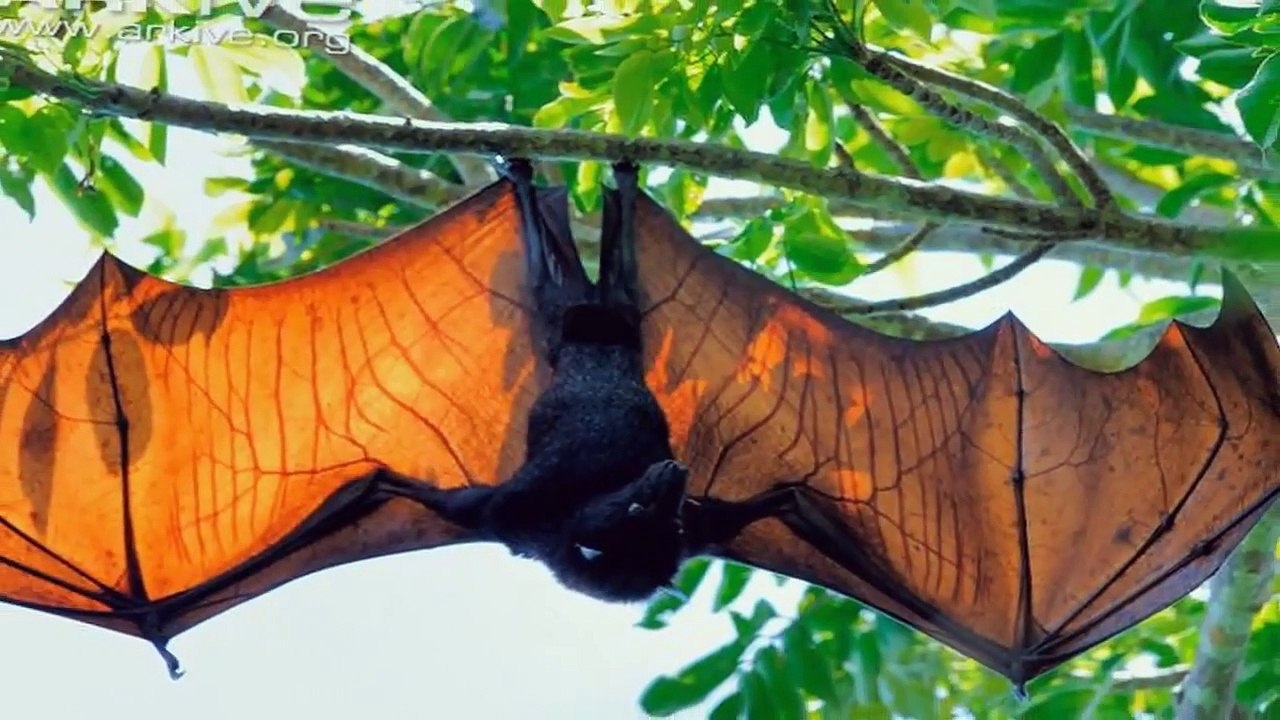 10 Abnormally Large Animals That Really Exist