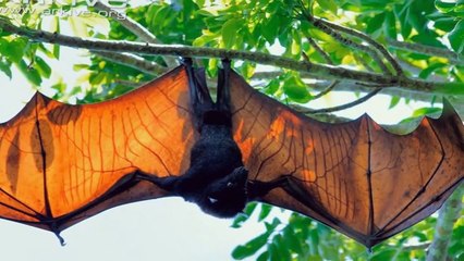 10 Abnormally Large Animals That Really Exist