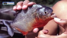 BIGGEST PIRANHA - Amazon River Monsters