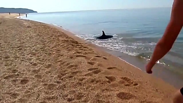 Un dauphin adorable reste au bord de la plage pour jouer avec les touristes