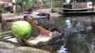 Cet énorme alligator broie une pastèque avec sa mâchoire surpuissante